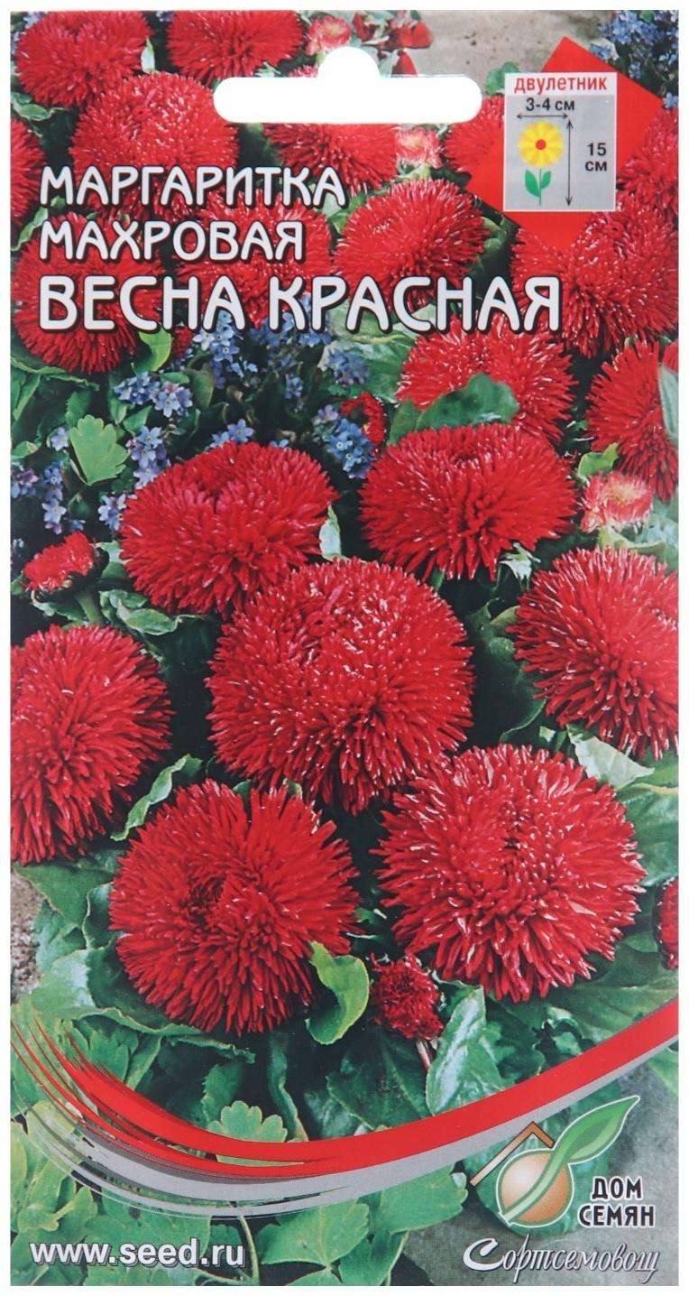 Семена цветов Маргаритка 