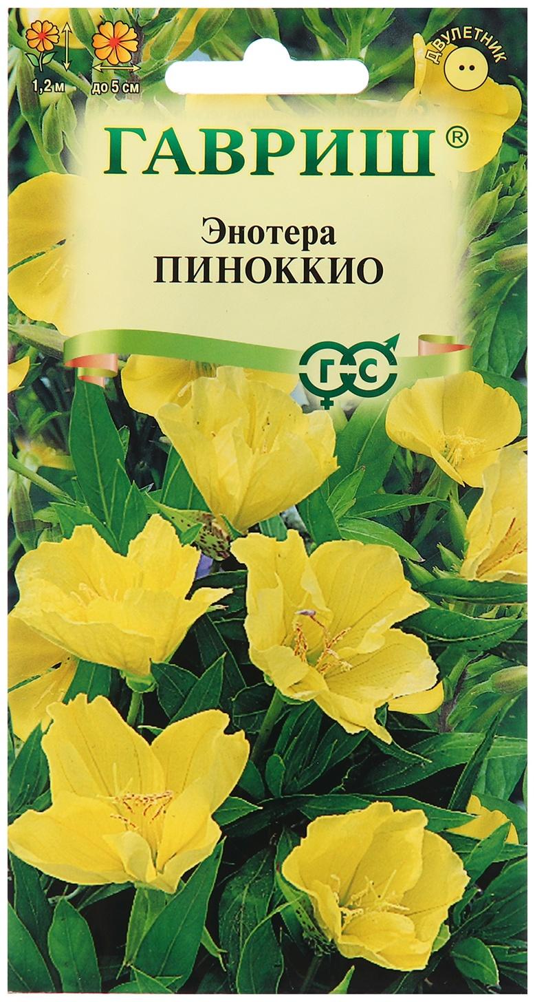 Семена Энотера 