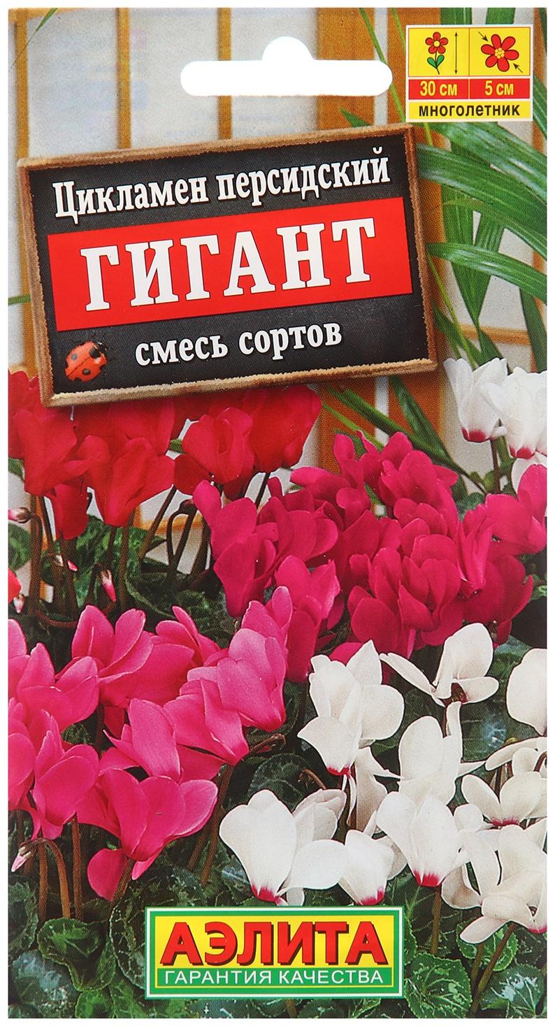 Цикламен персидский Гигант, смесь сортов ---3 шт.   Мн