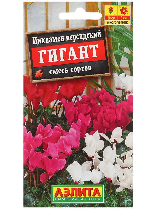 Цикламен персидский Гигант, смесь сортов ---3 шт.   Мн
