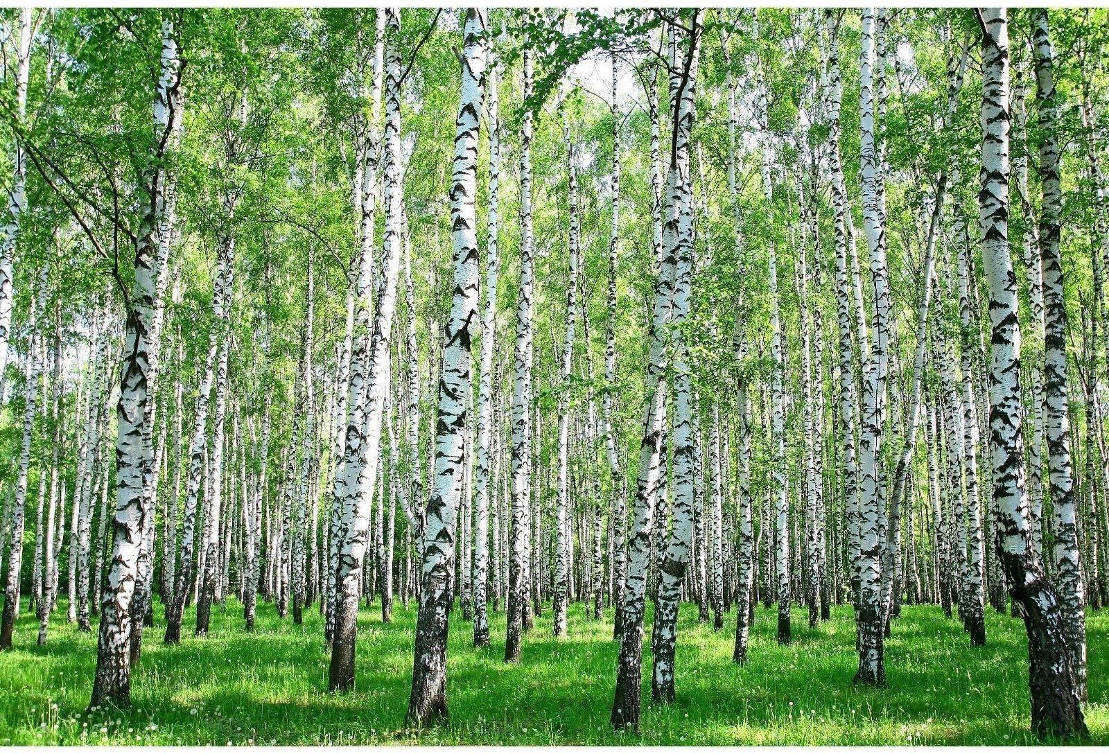 Фотобаннер, 250 × 200 см, с фотопечатью, люверсы шаг 1 м, с люверсами, «Берёзовая роща»