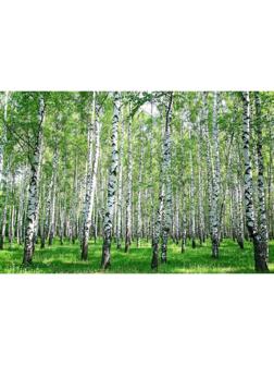 Фотобаннер, 250 × 200 см, с фотопечатью, люверсы шаг 1 м, с люверсами, «Берёзовая роща»