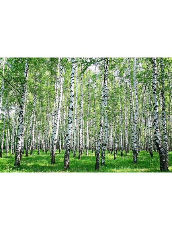 Фотобаннер, 250 × 200 см, с фотопечатью, люверсы шаг 1 м, с люверсами, «Берёзовая роща»