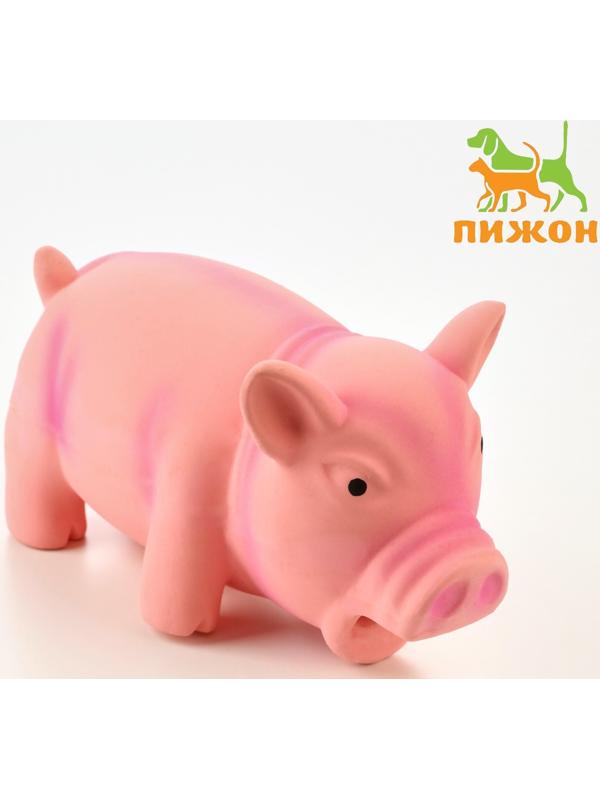 Игрушка хрюкающая для собак из латекса 