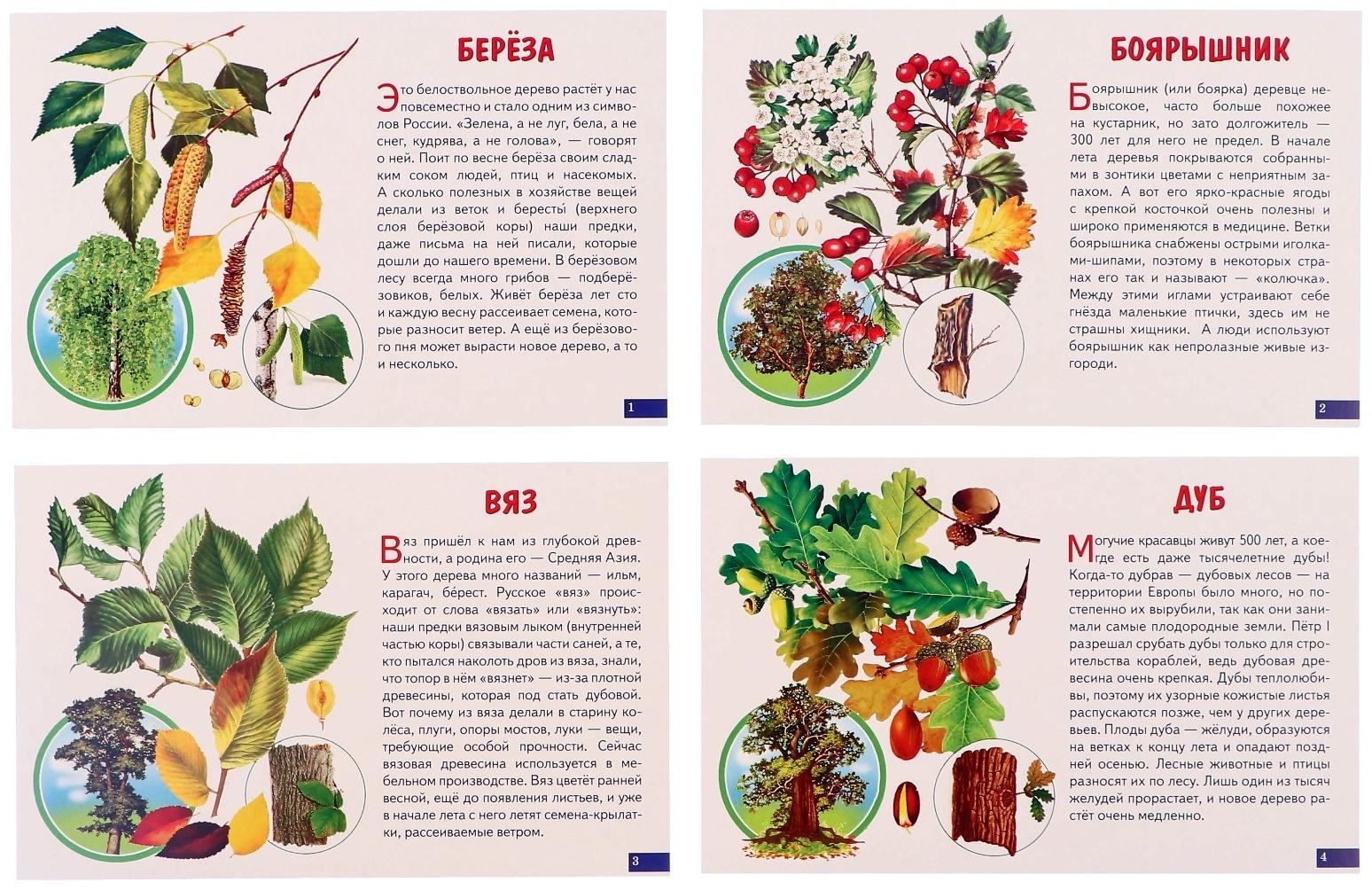 Обучающие карточки. Деревья 210109