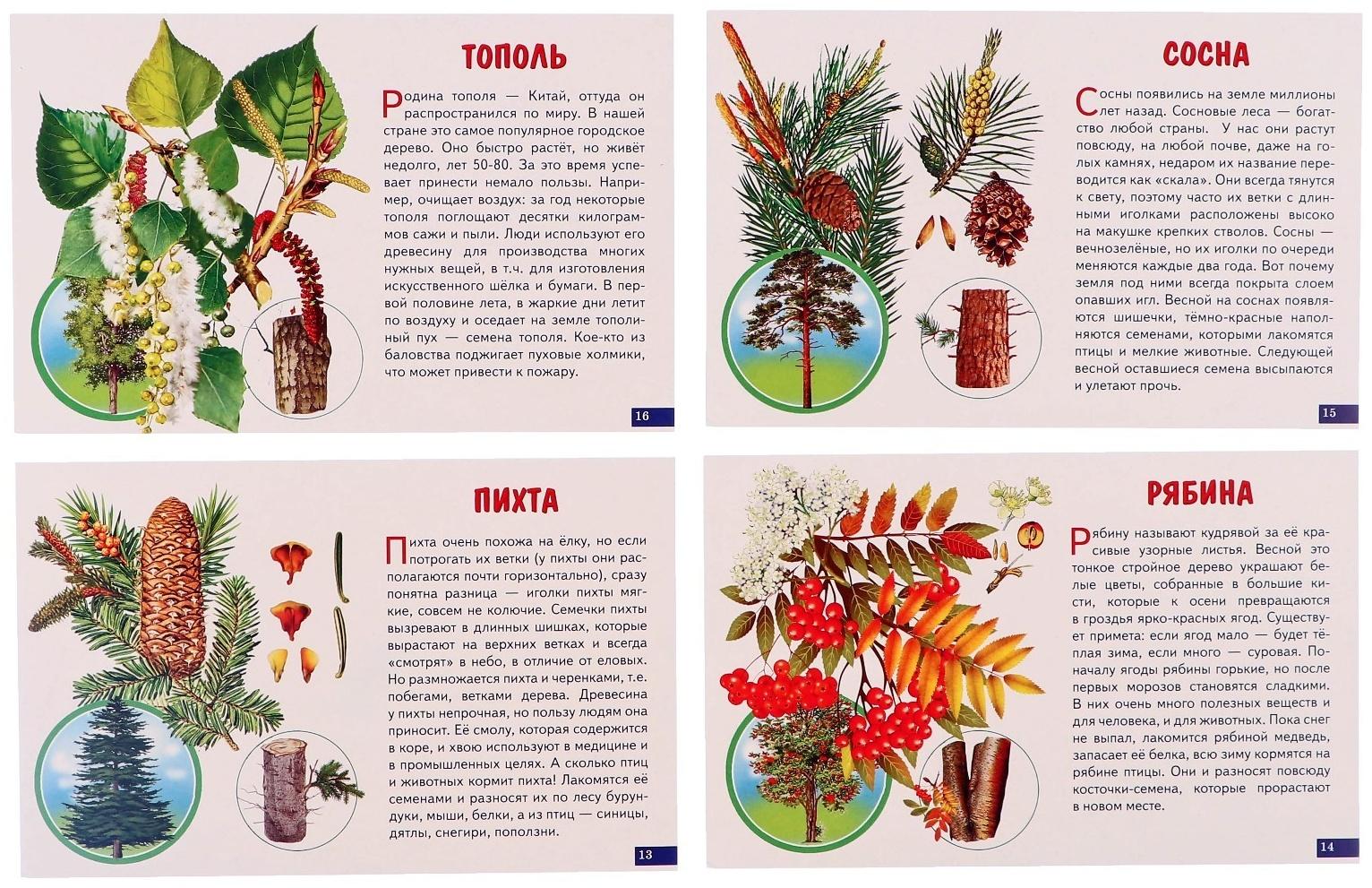 Обучающие карточки. Деревья 210109