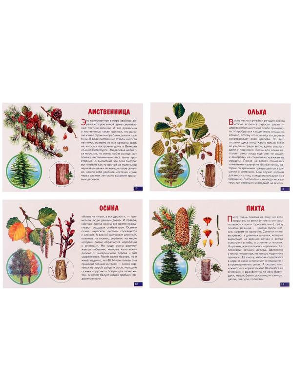 Обучающие карточки. Деревья 210109