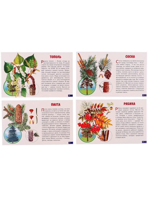 Обучающие карточки. Деревья 210109