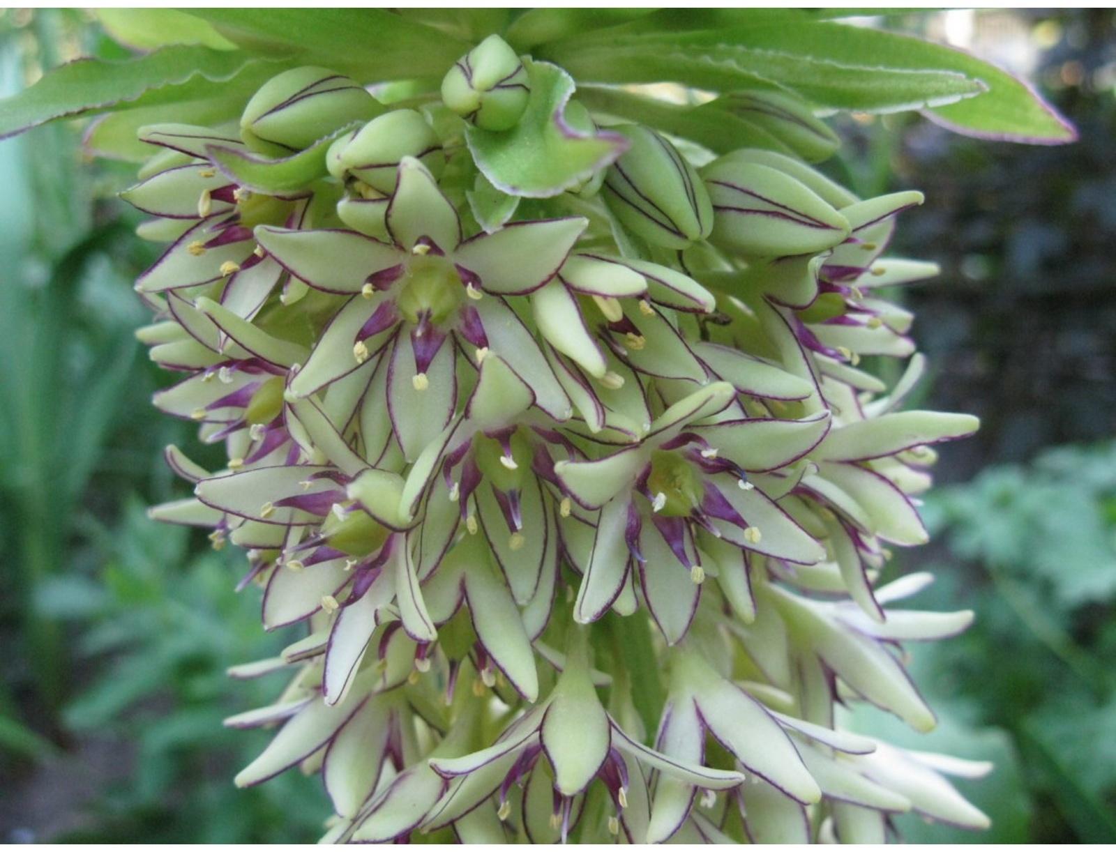 ЭУКОМИС БИКОЛОР р-р 12/14, 2 шт