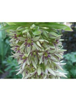 ЭУКОМИС БИКОЛОР р-р 12/14, 2 шт