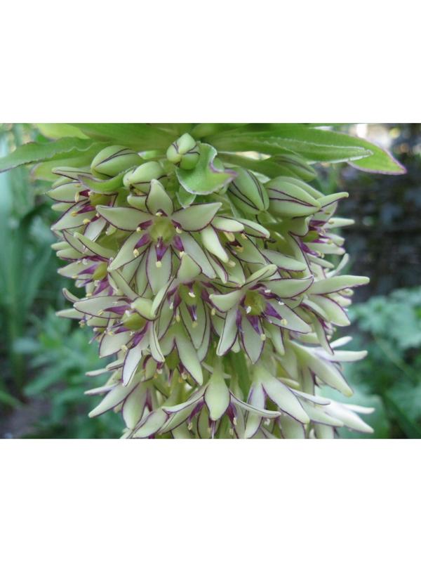 ЭУКОМИС БИКОЛОР р-р 12/14, 2 шт