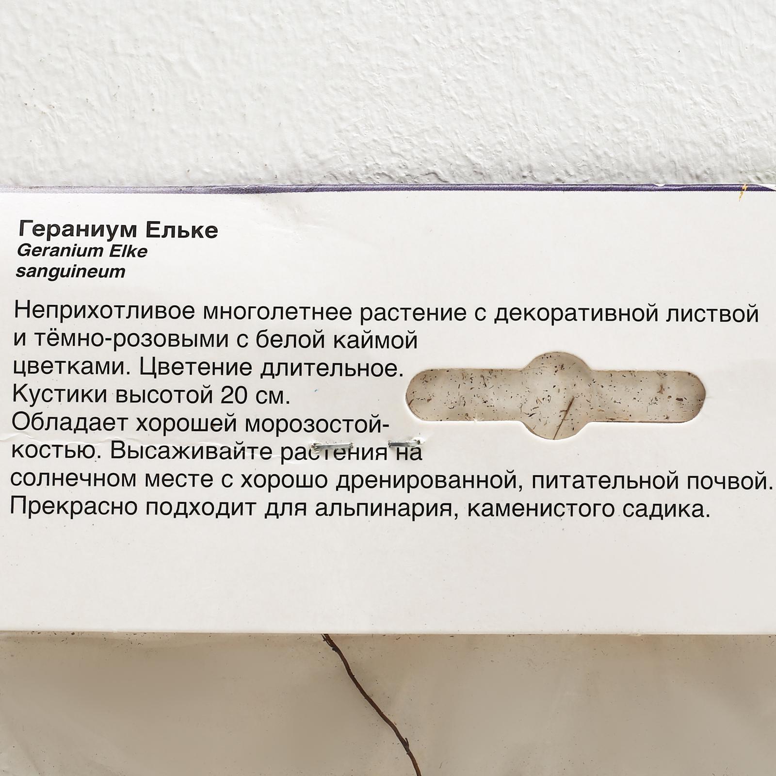 ГЕРАНИУМ ЕЛЬКЕ р-р I, 1 шт