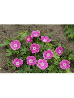 ГЕРАНИУМ ЕЛЬКЕ р-р I, 1 шт