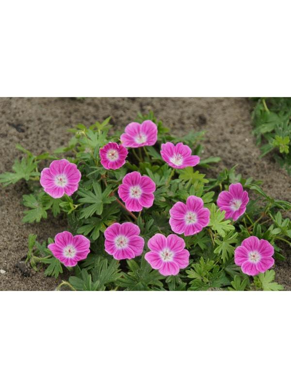 ГЕРАНИУМ ЕЛЬКЕ р-р I, 1 шт