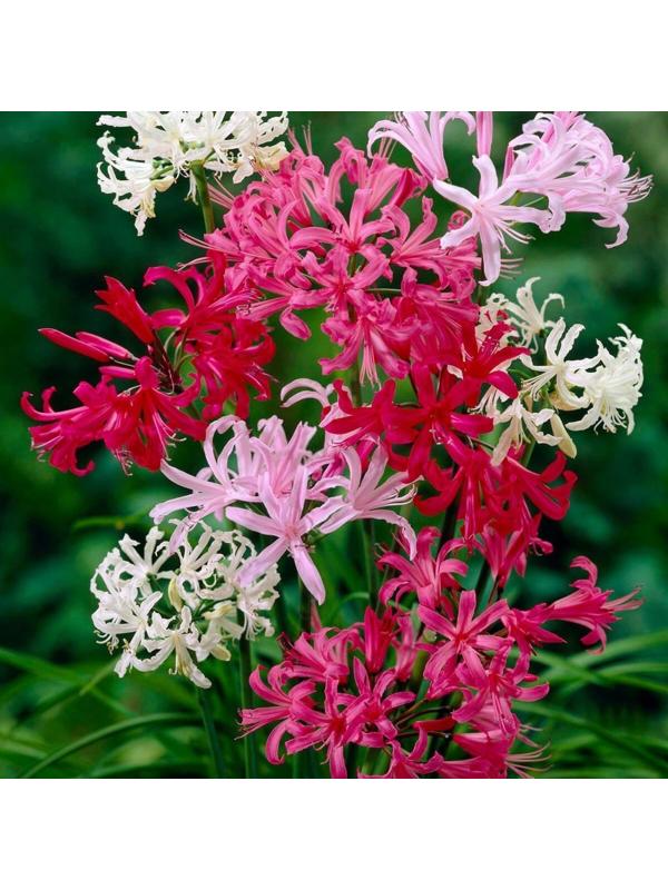 НЕРИНЕ СМЕСЬ р-р 12/+, 2 шт