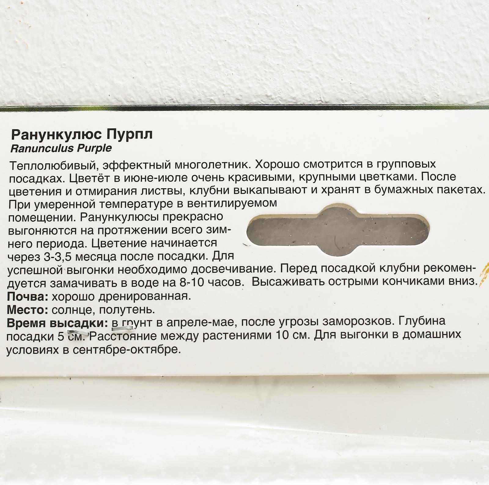 Ранункулюс Пурпл, р-р 6/7, 10 шт