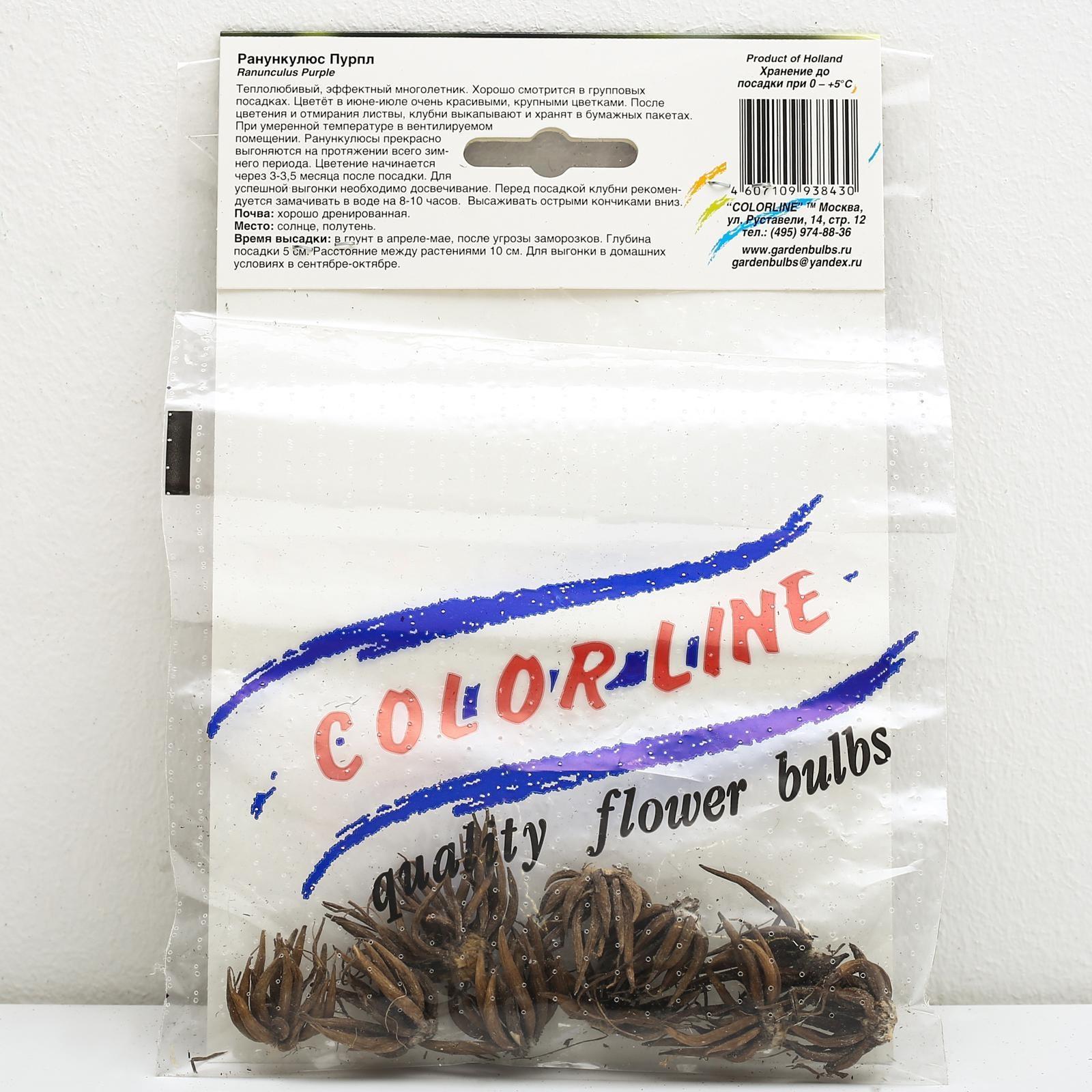 Ранункулюс Пурпл, р-р 6/7, 10 шт