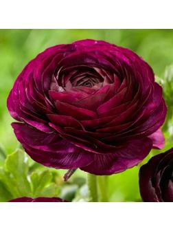 Ранункулюс Пурпл, р-р 6/7, 10 шт