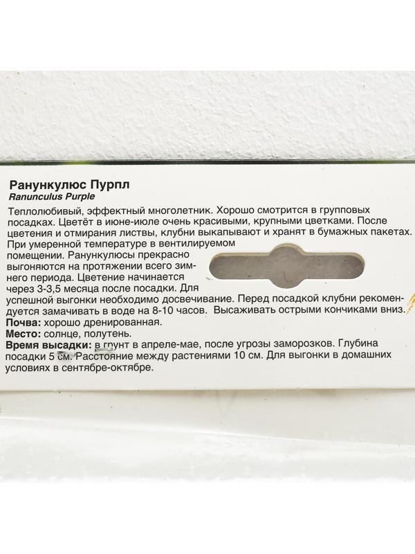 Ранункулюс Пурпл, р-р 6/7, 10 шт