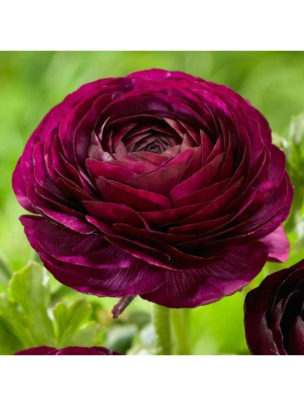 Ранункулюс Пурпл, р-р 6/7, 10 шт