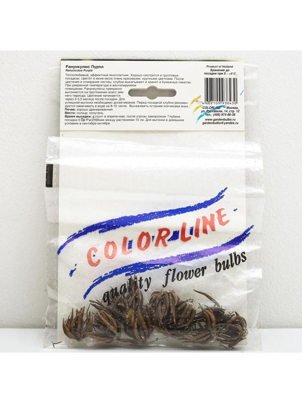 Ранункулюс Пурпл, р-р 6/7, 10 шт