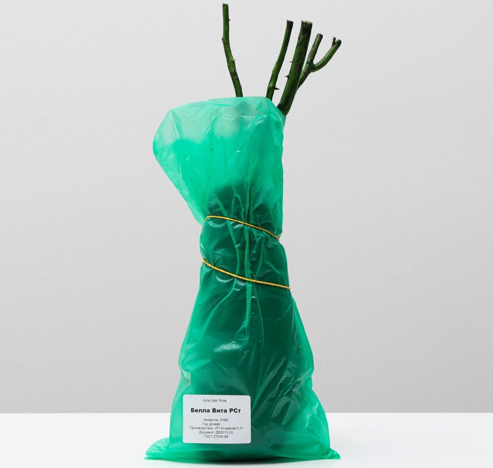 Саженец розы Белла Вита,  Весна 2024, 1 шт.