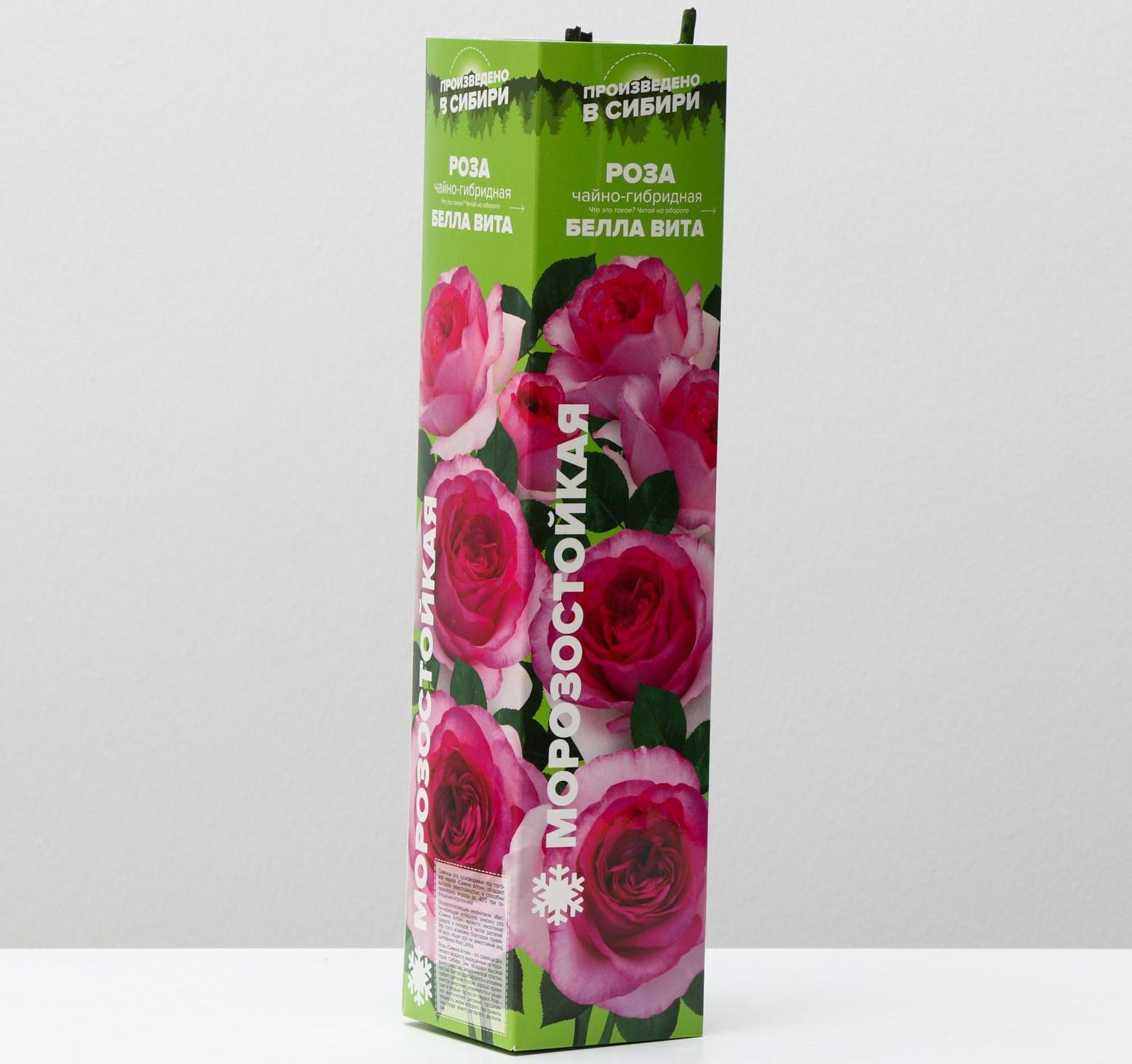 Саженец розы Белла Вита,  Весна 2024, 1 шт.