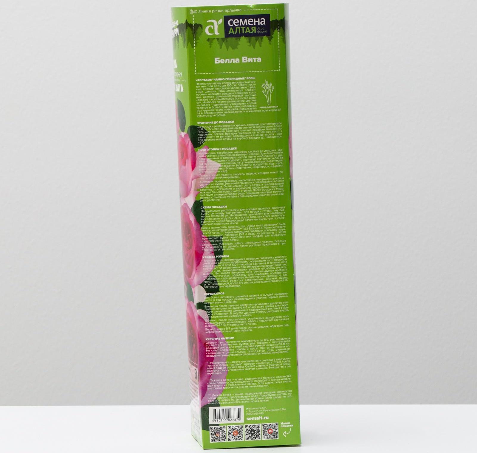 Саженец розы Белла Вита,  Весна 2024, 1 шт.