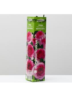 Саженец розы Белла Вита,  Весна 2024, 1 шт.