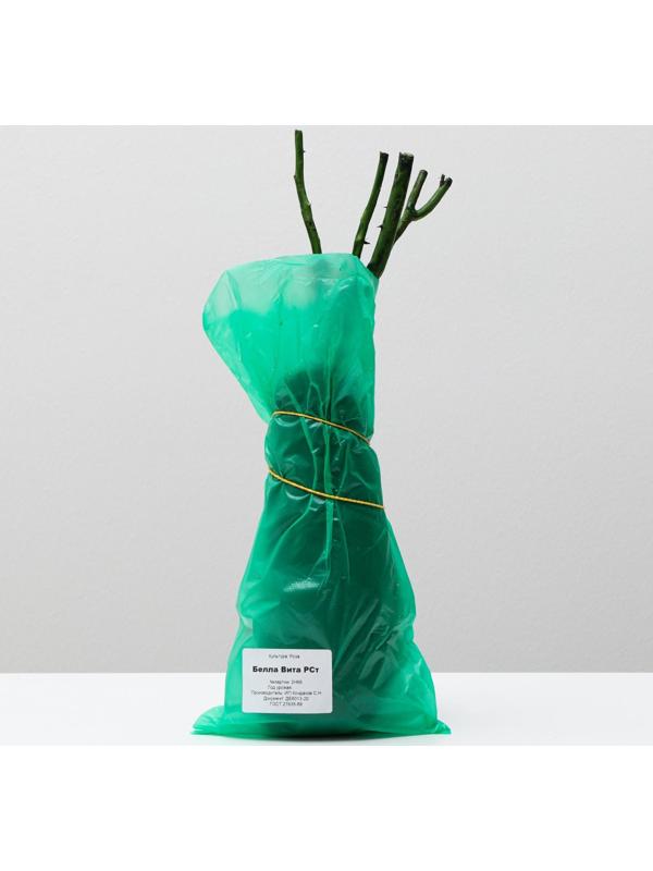 Саженец розы Белла Вита,  Весна 2024, 1 шт.