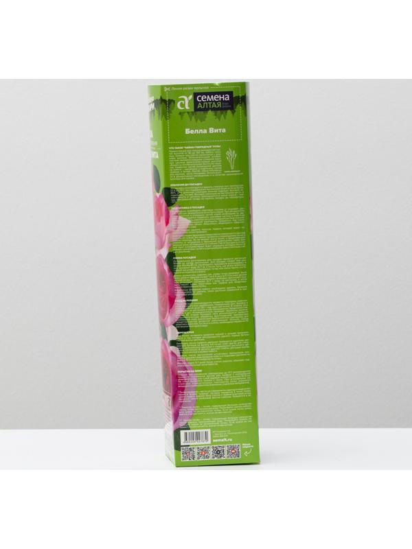 Саженец розы Белла Вита,  Весна 2024, 1 шт.