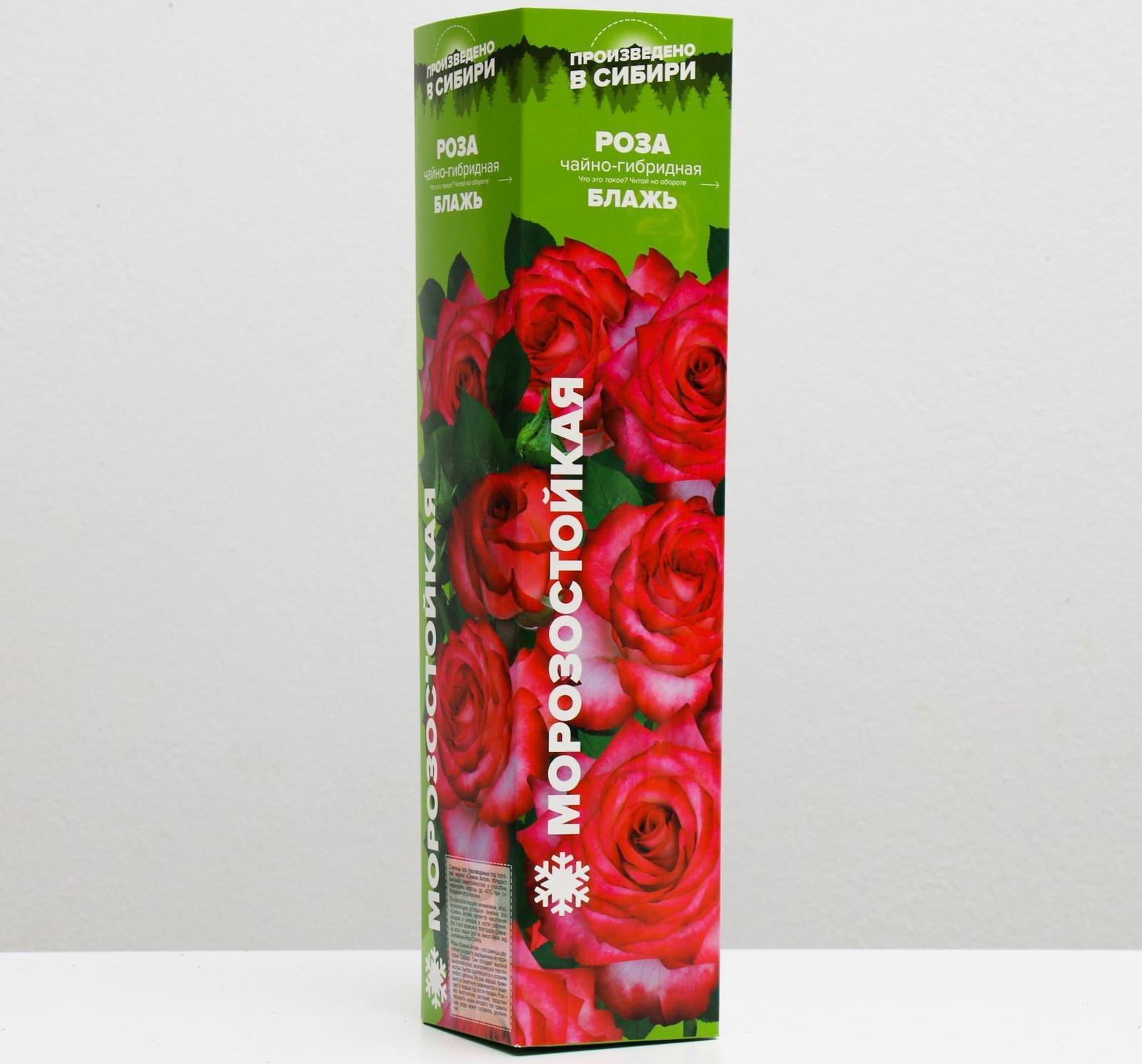 Саженец розы Блажь,  Весна 2024, 1 шт.