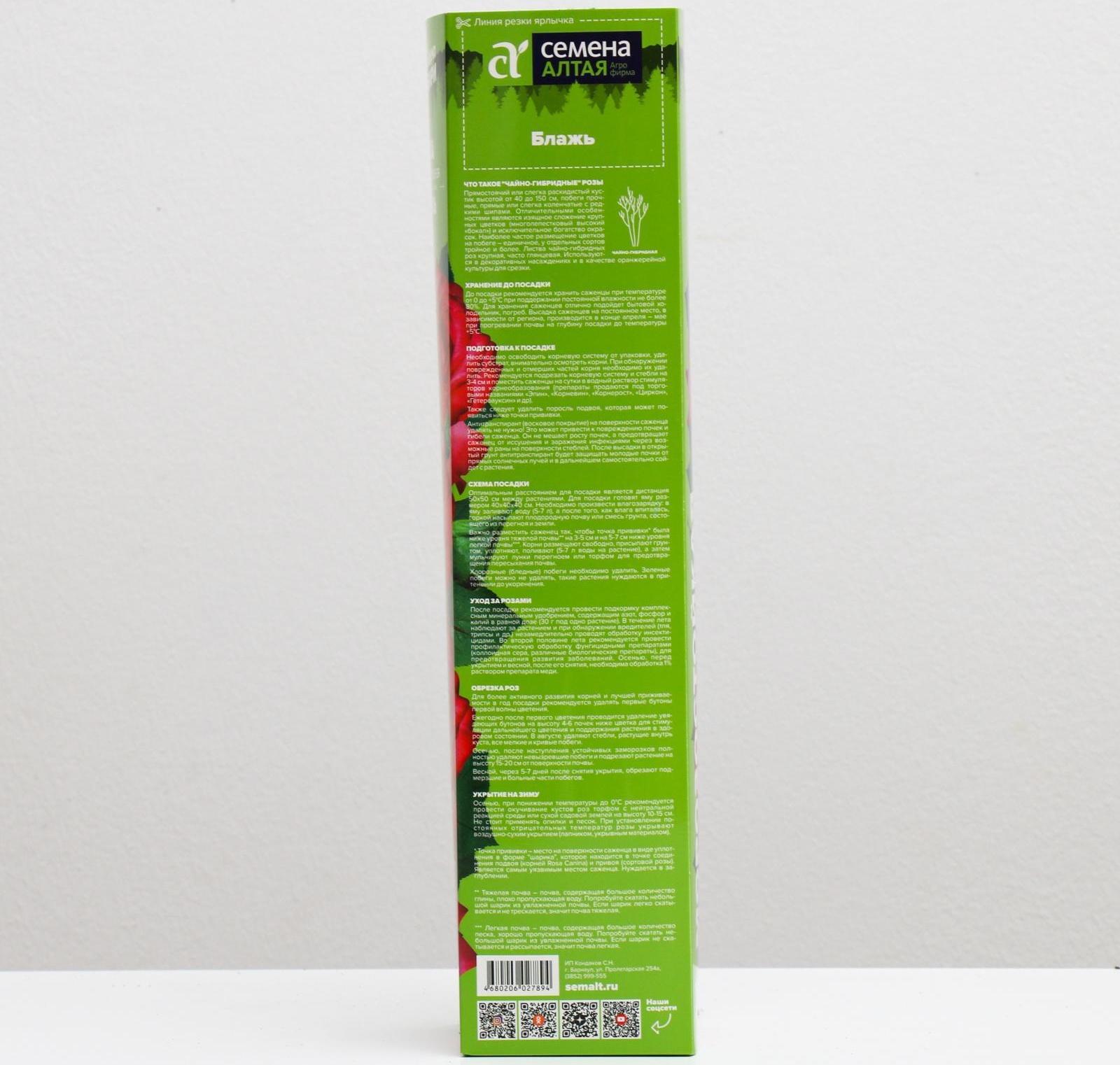 Саженец розы Блажь,  Весна 2024, 1 шт.