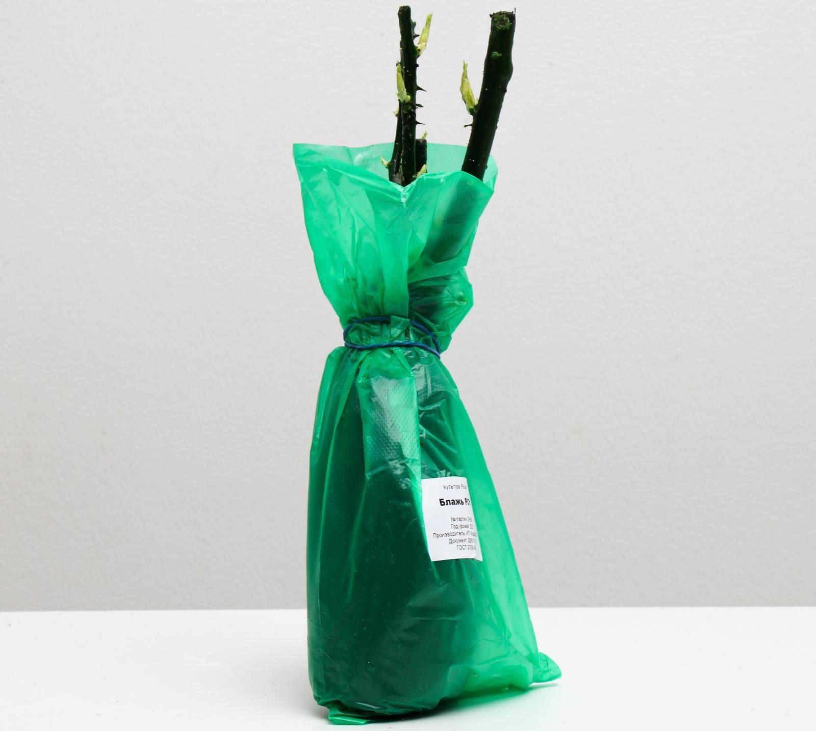 Саженец розы Блажь,  Весна 2024, 1 шт.