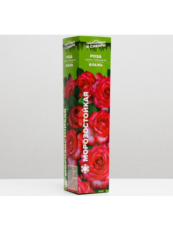 Саженец розы Блажь,  Весна 2024, 1 шт.