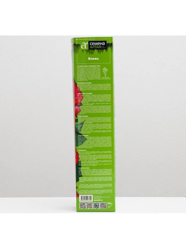 Саженец розы Блажь,  Весна 2024, 1 шт.