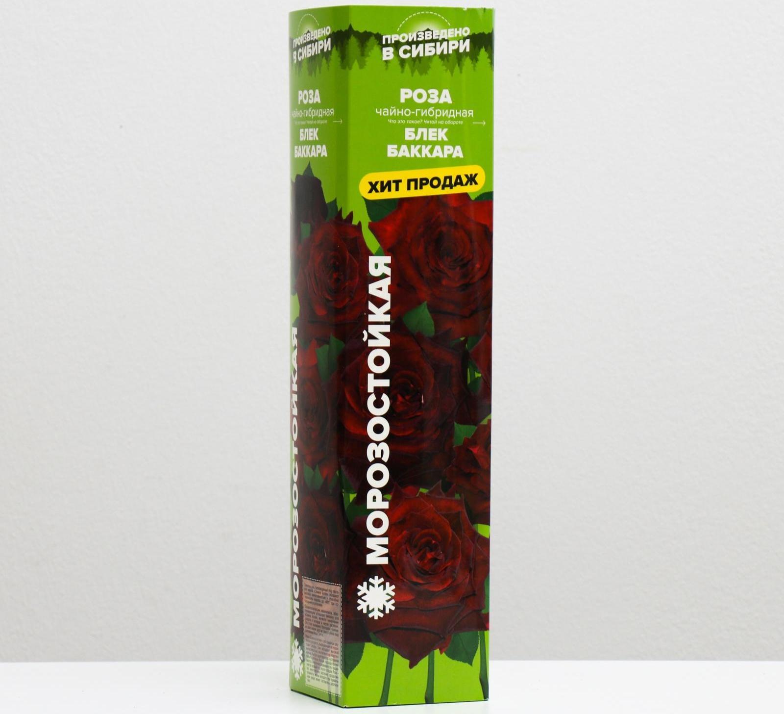 Саженец розы Блек Баккара, 1шт, Весна 2022