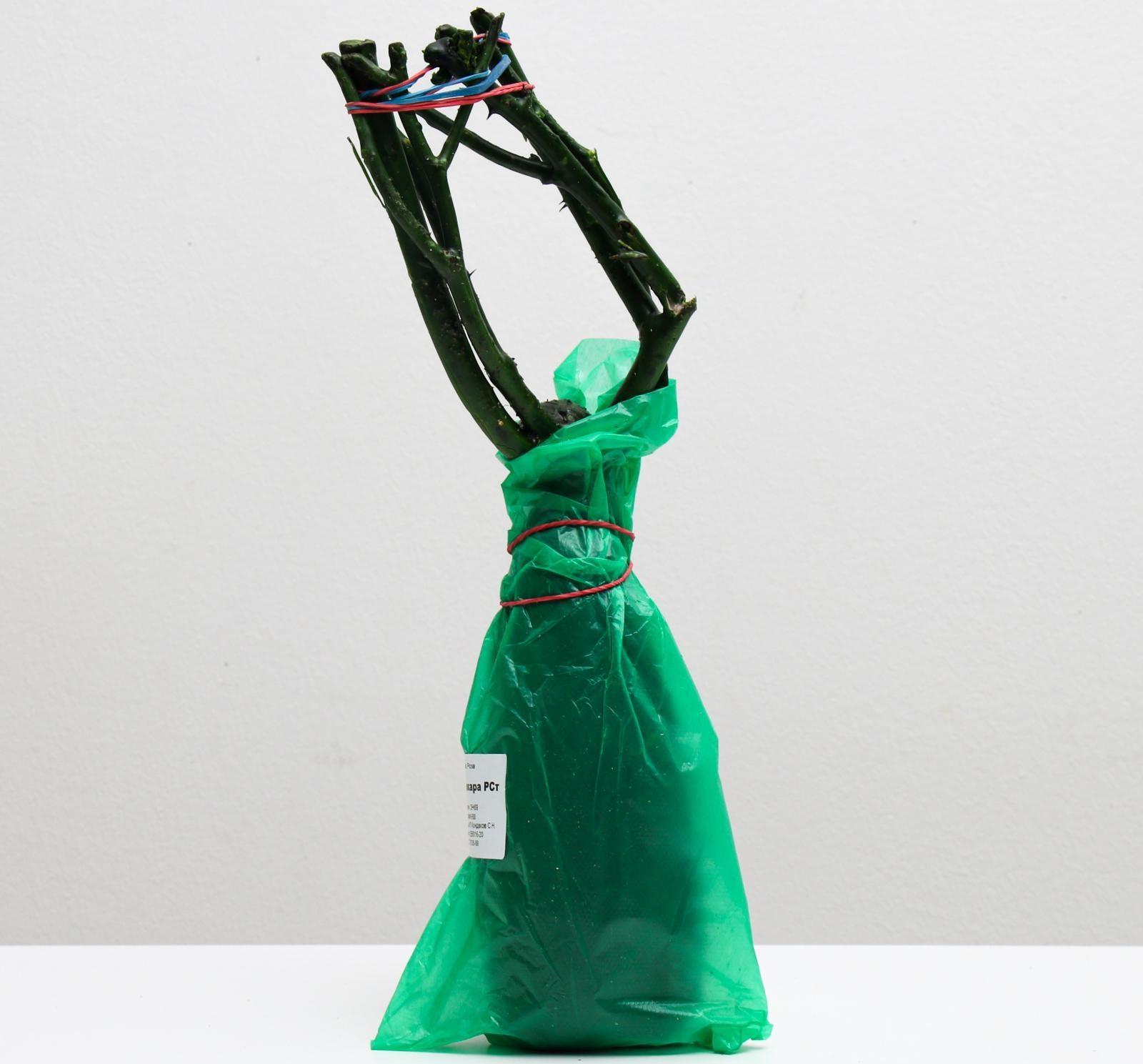 Саженец розы Блек Баккара, 1шт, Весна 2022