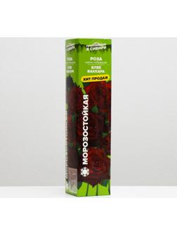 Саженец розы Блек Баккара, 1шт, Весна 2022