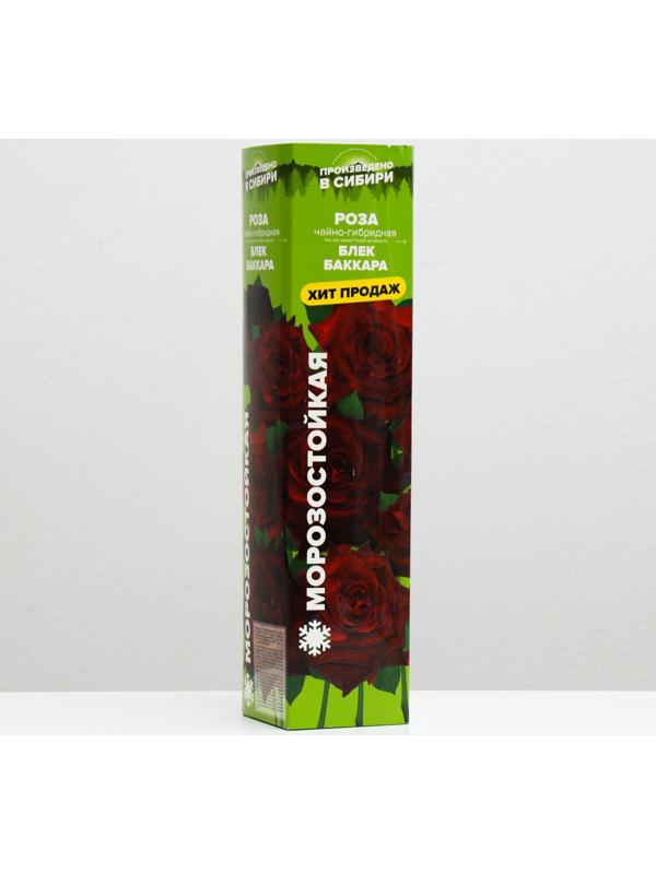 Саженец розы Блек Баккара, 1шт, Весна 2022
