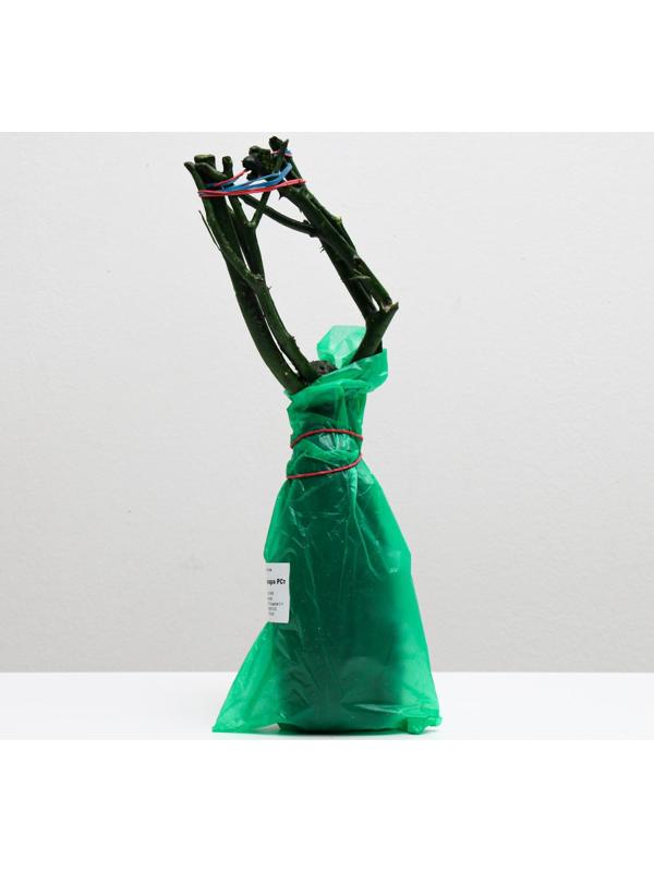 Саженец розы Блек Баккара, 1шт, Весна 2022