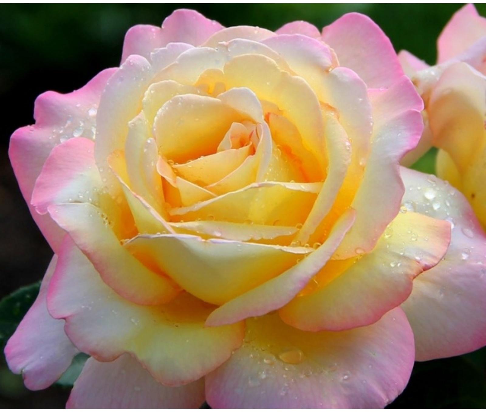 Саженец розы Глория Дей, Весна 2024, 1 шт.