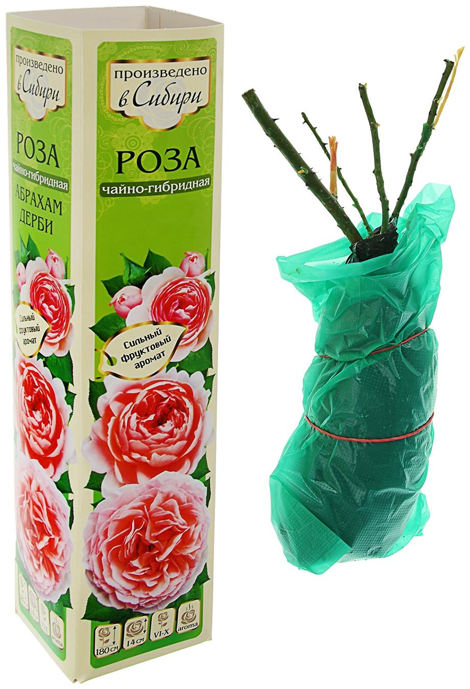 Саженец розы Глория Дей, Весна 2024, 1 шт.