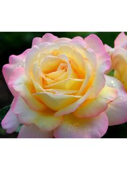 Саженец розы Глория Дей, Весна 2024, 1 шт.