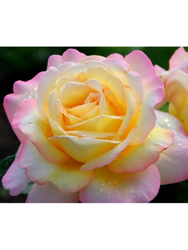 Саженец розы Глория Дей, Весна 2024, 1 шт.