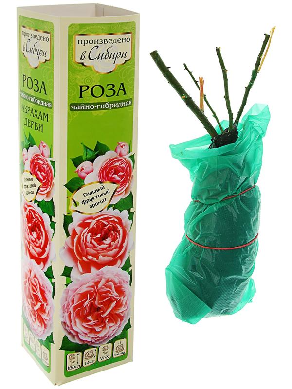 Саженец розы Глория Дей, Весна 2024, 1 шт.