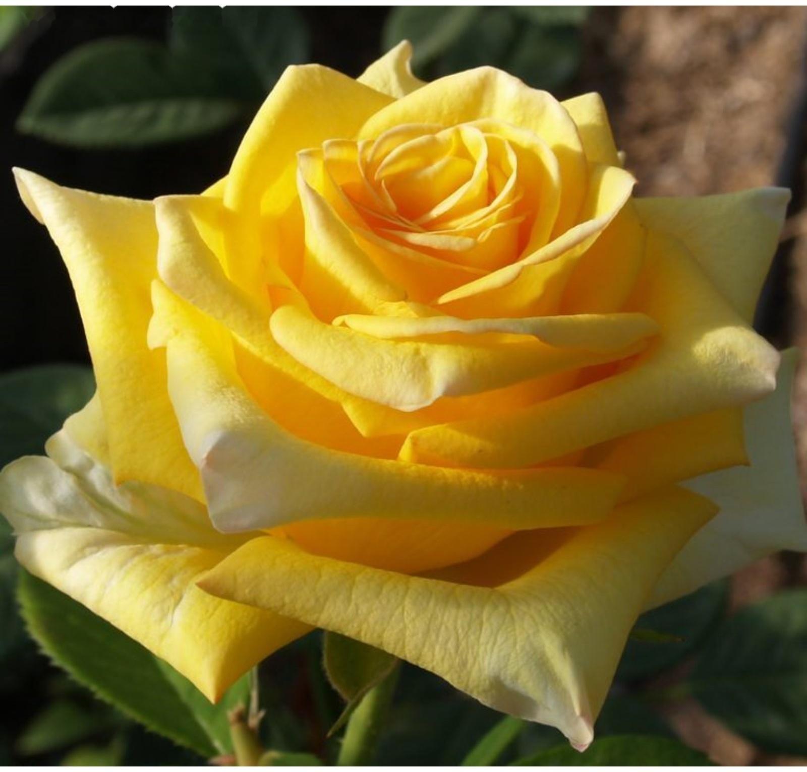 Саженец розы Дежавю, Весна 2024, 1 шт.