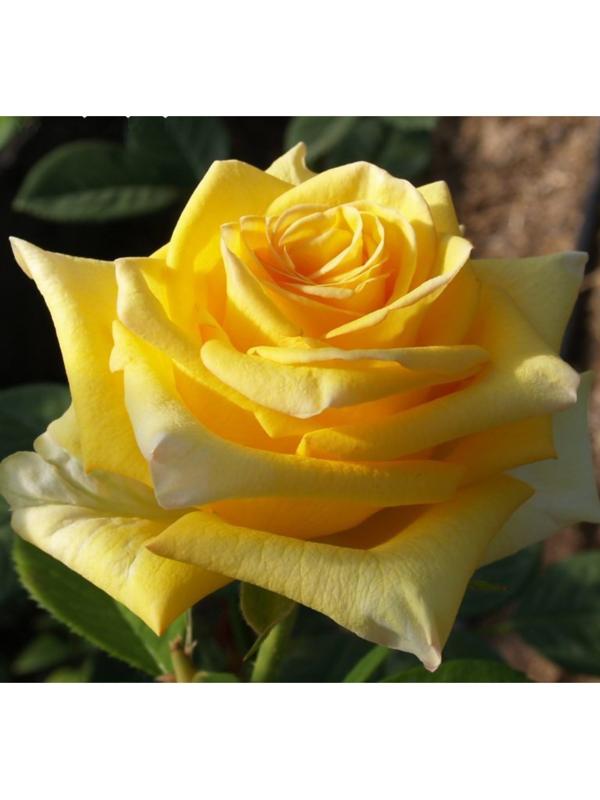 Саженец розы Дежавю, Весна 2024, 1 шт.