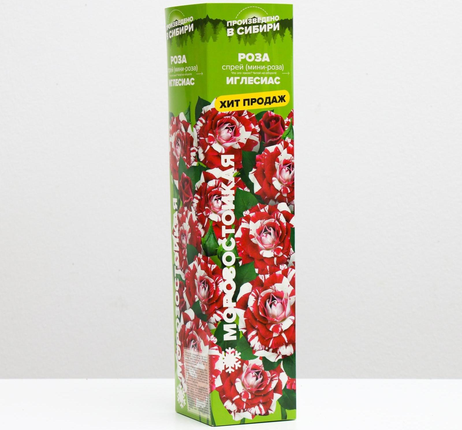 Саженец розы Иглесиас, 1 шт, Весна 2022