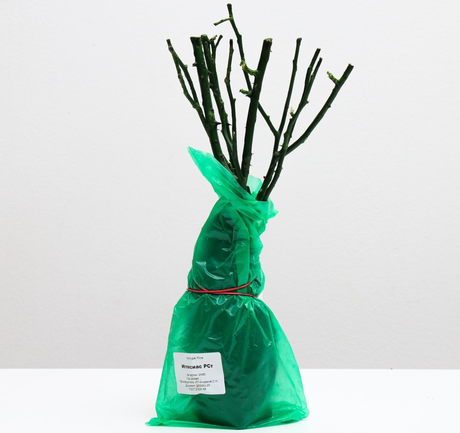 Саженец розы Иглесиас, 1 шт, Весна 2022